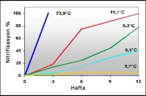 nitrifikasyon-786513