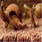 Cryptosporidium2