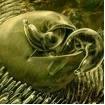 Cryptosporidium3