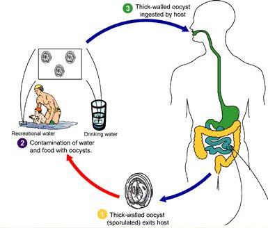 Cryptosporidium4