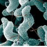 Gastroenterit2