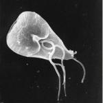 Giardia