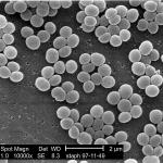 Pseudomonas2