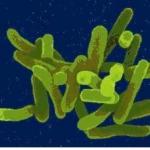 Salmonella2