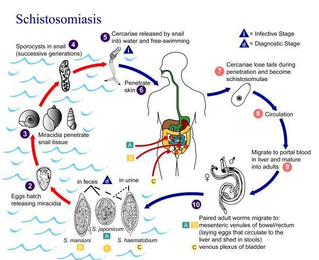 Schistosoma